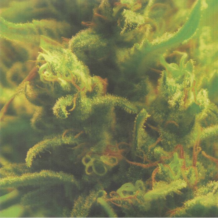 Full Bloom – Time Zones