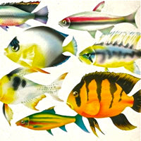 APIENTO & CO / ESP / THE LIGHT MACHINE