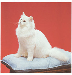 MADCAT / PETITE MUSIQUE DE CHANVRE