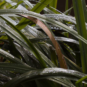 DAM SWINDLE (DETROIT SWINDLE) / THE LIFE BEHIND THINGS EP