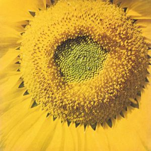 MARCOS VALLE / GIRASSOL (7 inch)