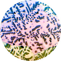 ADMIN / SPIRIT BOOGIE