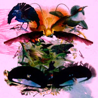 Leon Vynehall – Rojus Designed To Dance Review: Leon Vynehall: Rojus (Designed To Dance) - Inverted Audio