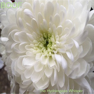 Boof (Maurice Fulton) – The Hydrangeas Whisper