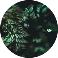 STEAL VYBE / YESTERDAY (feat.ALEXIS SIMMONDS)