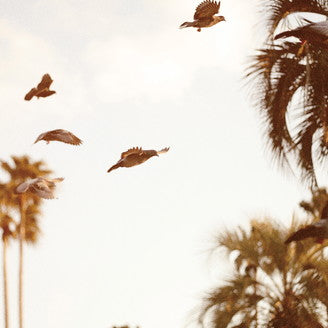 Motohiko Hamase (MOTOHIKO HAMASE) / INTAGLIO (LP)