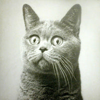 PUPKULIES & REBECCA / KRICKOW