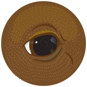 2 BEARS / TAKE A LOOK AROUND