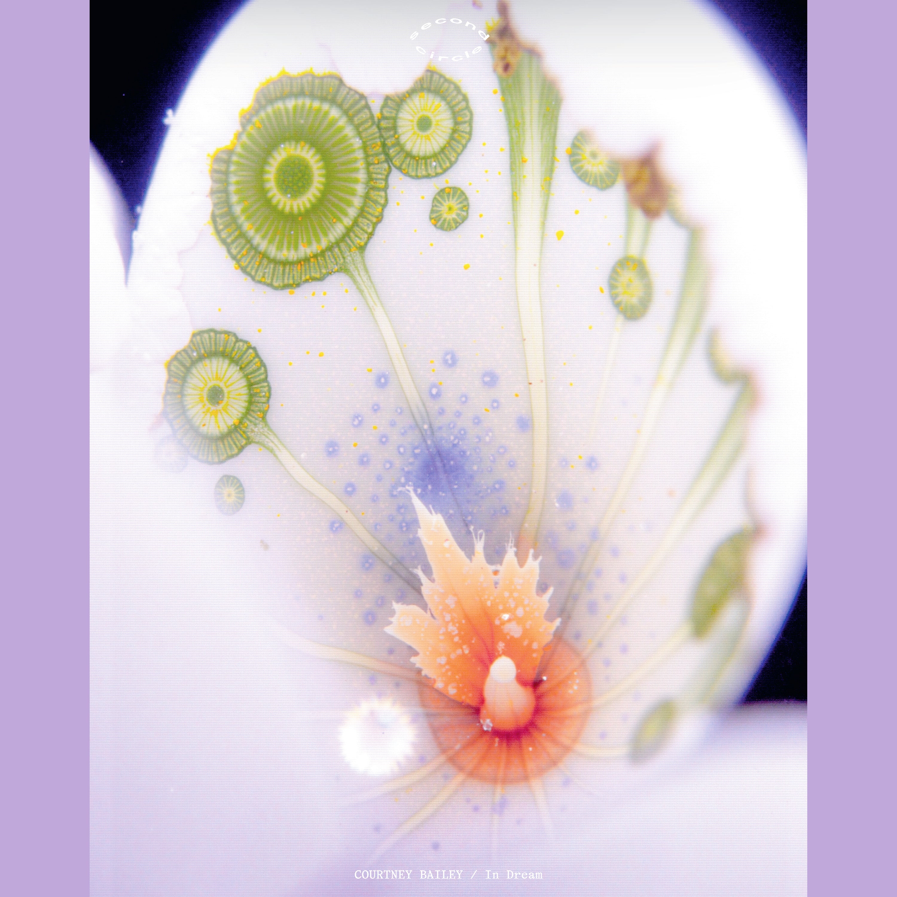 Courtney Bailey – In Dream【近日入荷予定】