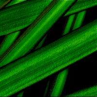 BALAPHONIC / WELL CUT RECORDS 002